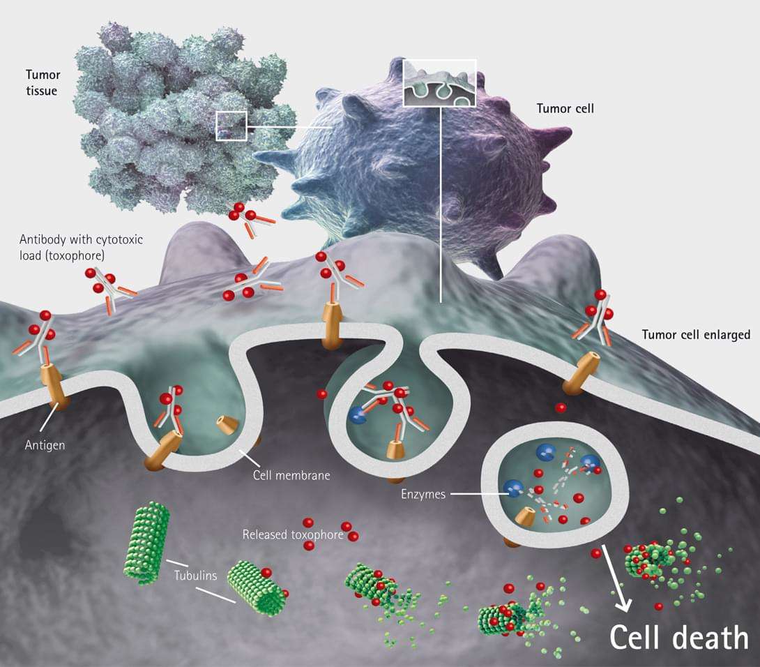 ADC mode of action. ADC molecules travel to the tumor site via systematic circulation, bind to tumor surface antigens, and enter the tumor cells via receptor mediated endocytosis (internalization). The payload is released in the cytosol or lysosome to eliminate the cancer cell by disrupting important cellular pathways (microtubule assembly, DNA transcription, mRNA processing…).